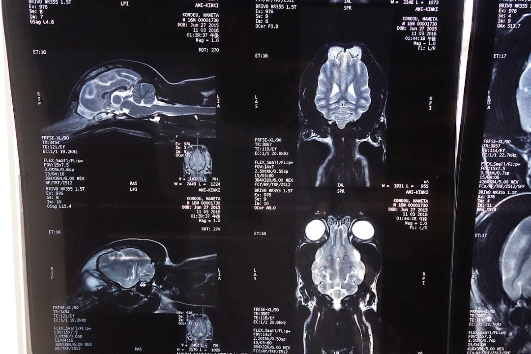 レントゲン　写真 3枚セット Z30