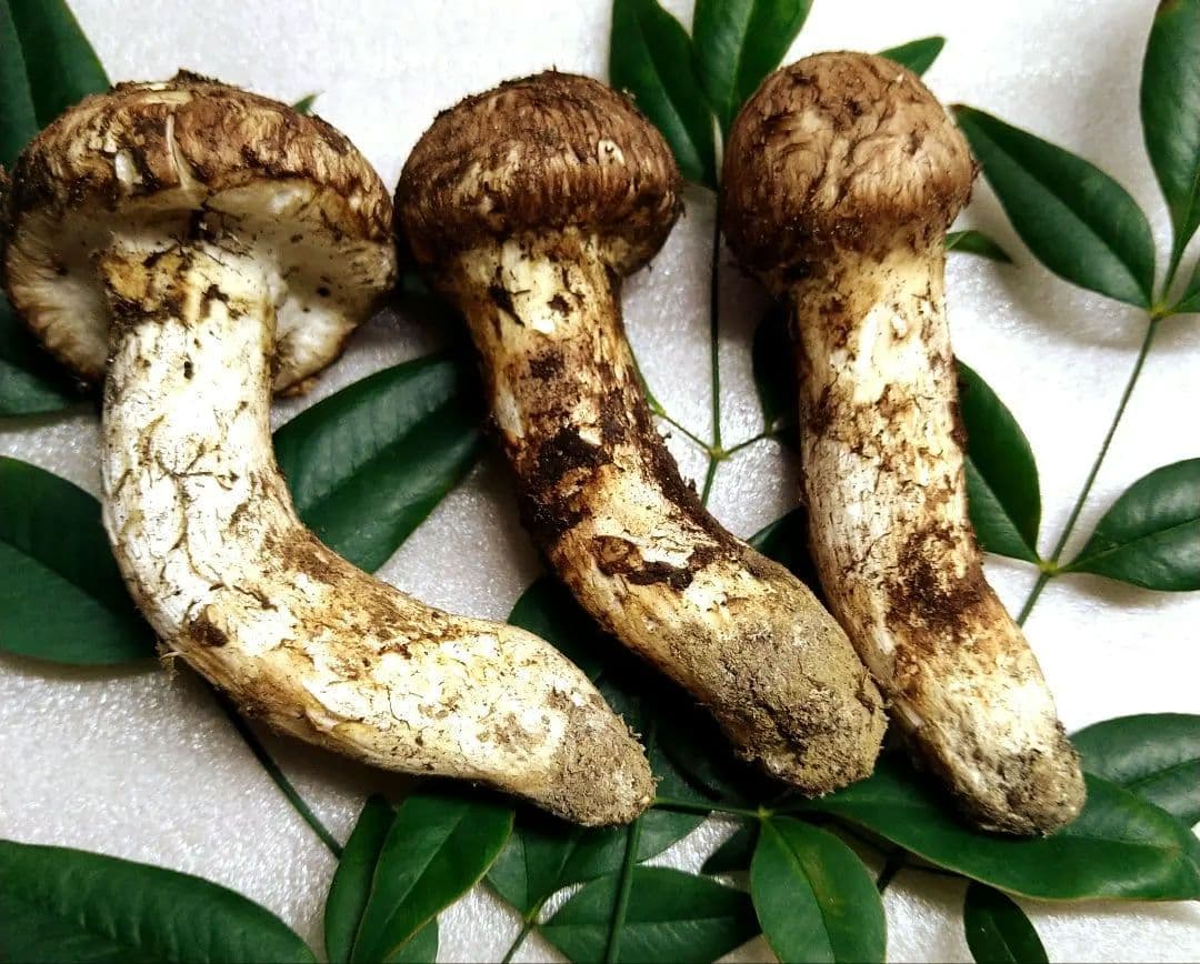 ㉑南信州産松茸約110g