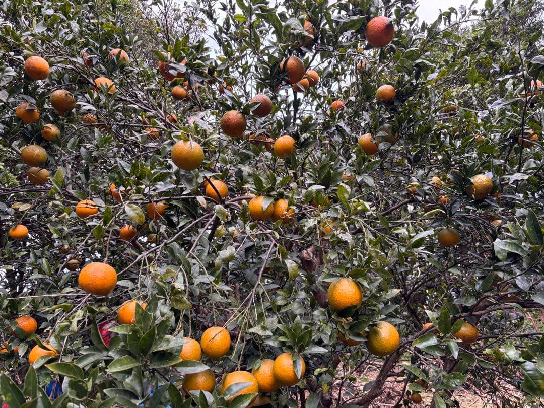 沖縄県産たんかん　10キロ　無農薬　中大サイズ混合