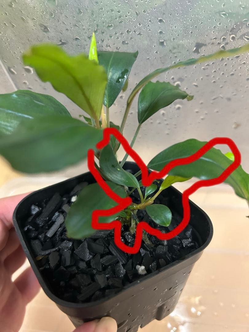 Bucephalandra sp.オリーバ【カミハタ】2014