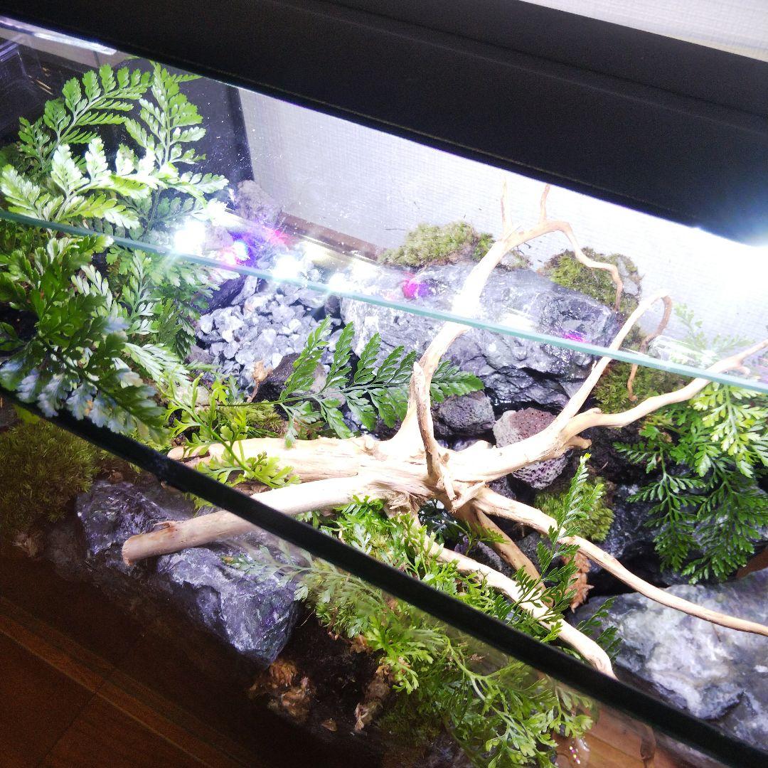 【受注生産】滝のあるアクアテラリウム　イモリウム　苔テラリウム　テラリウム