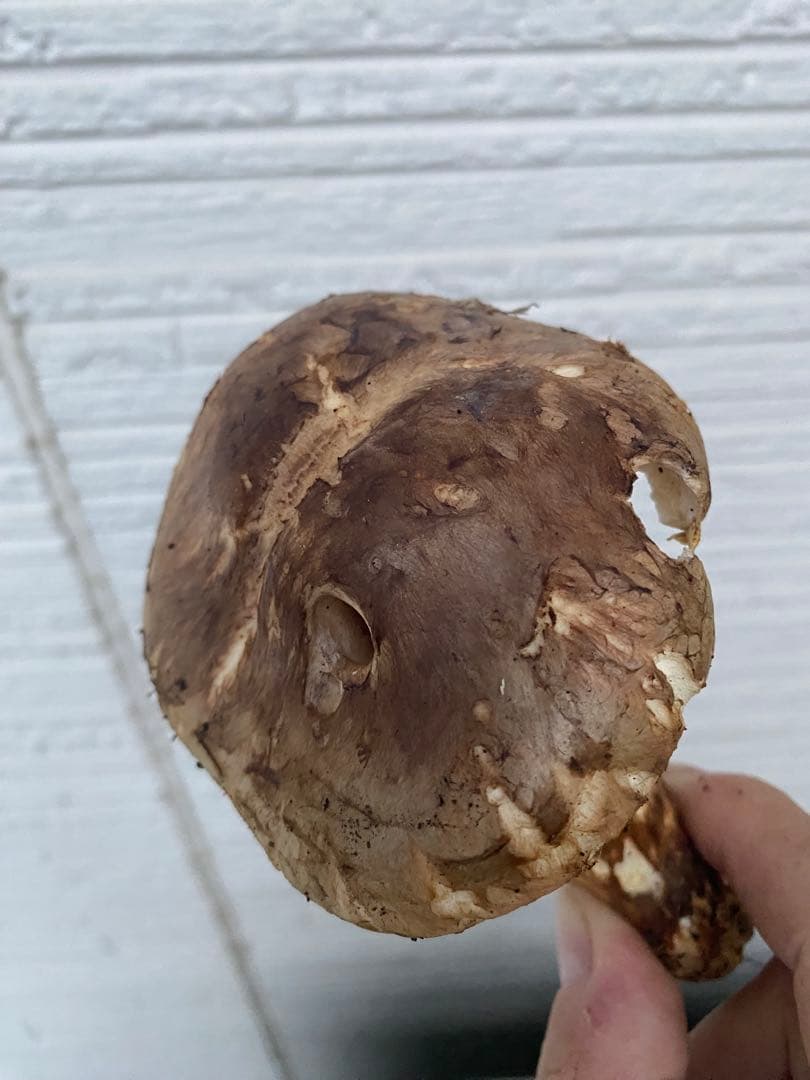 宮城県産　新鮮（10/25採取）マツタケ 3本セット 約260g 今年最後 国産