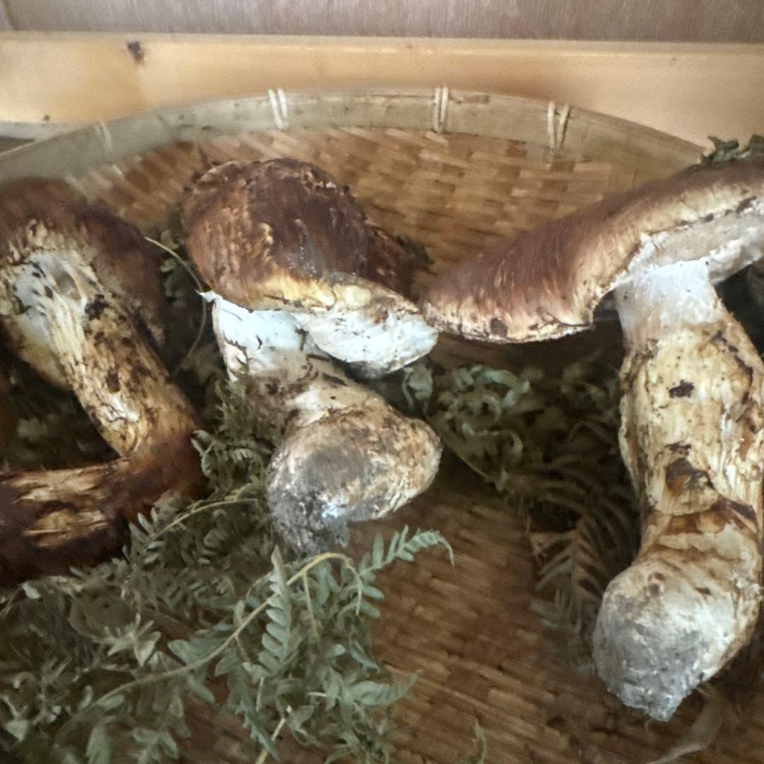 岩手県産松茸 傷 まがり