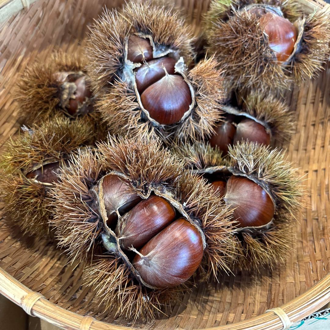 Chokoro様 長野パープル2