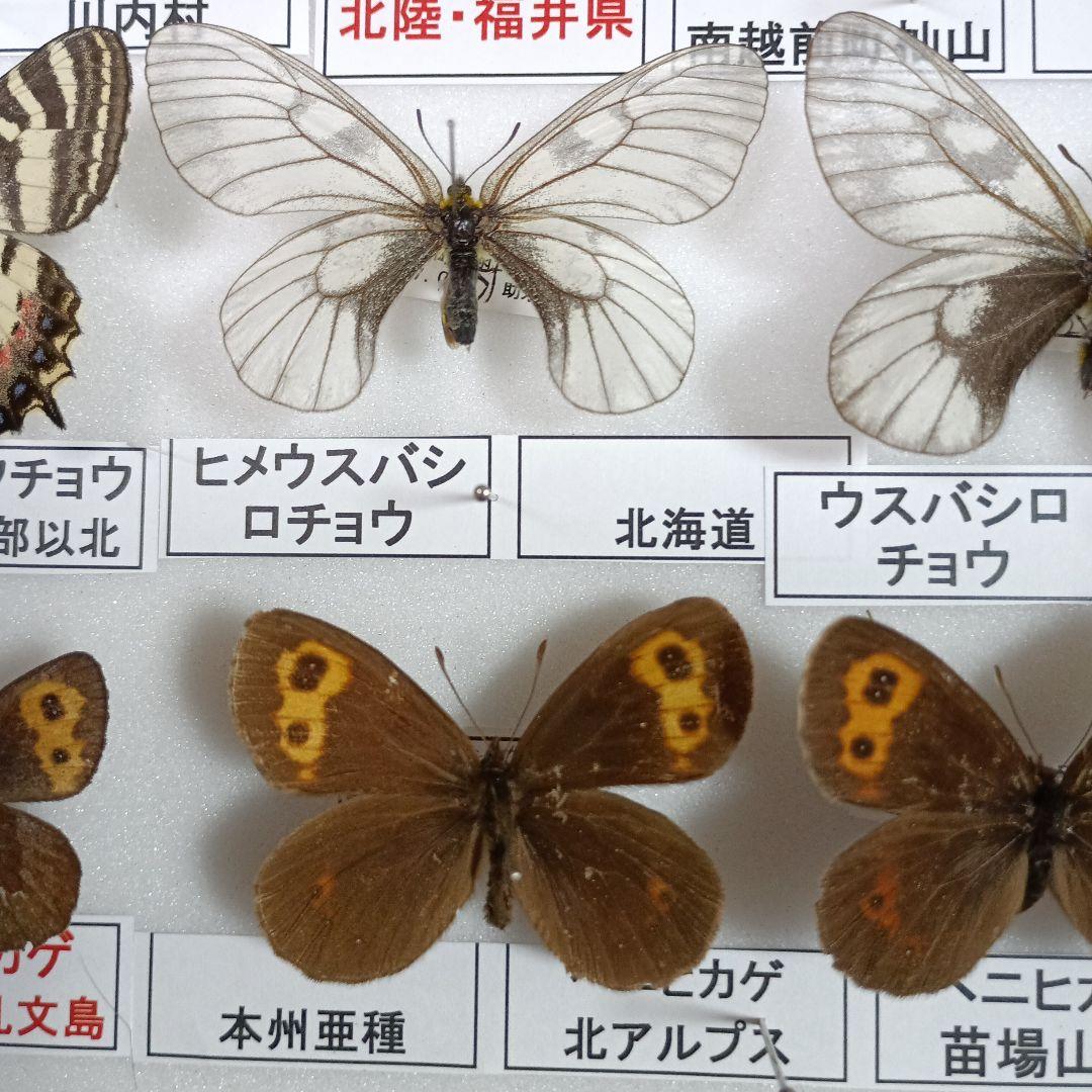 蝶の標本 年1回発生のウスバアゲハ・高山蝶・局所蝶