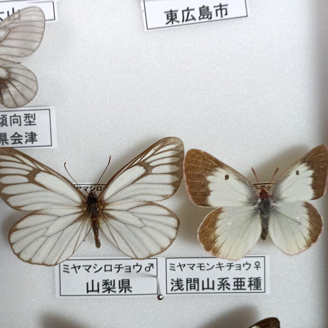 蝶の標本 年1回発生のウスバアゲハ・高山蝶・局所蝶