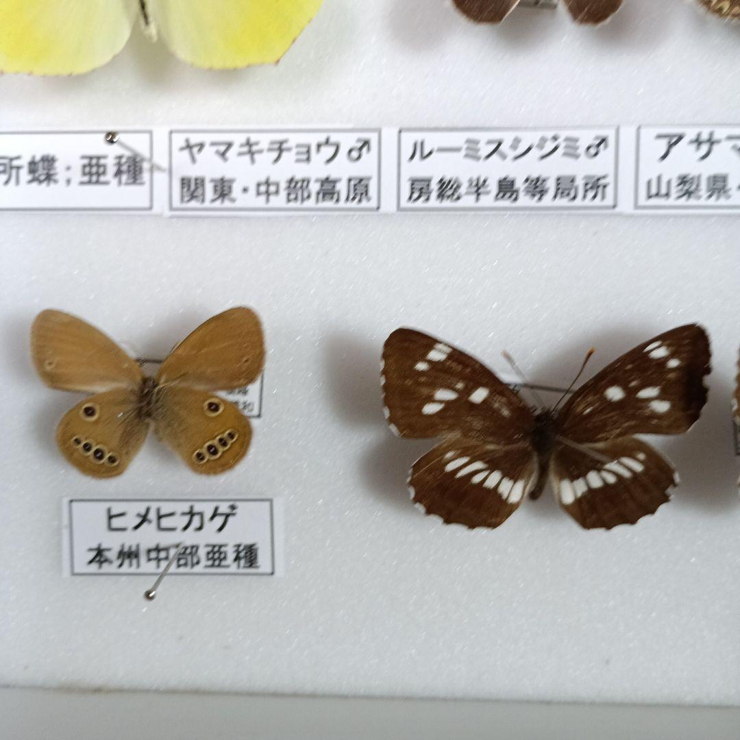 蝶の標本 年1回発生のウスバアゲハ・高山蝶・局所蝶
