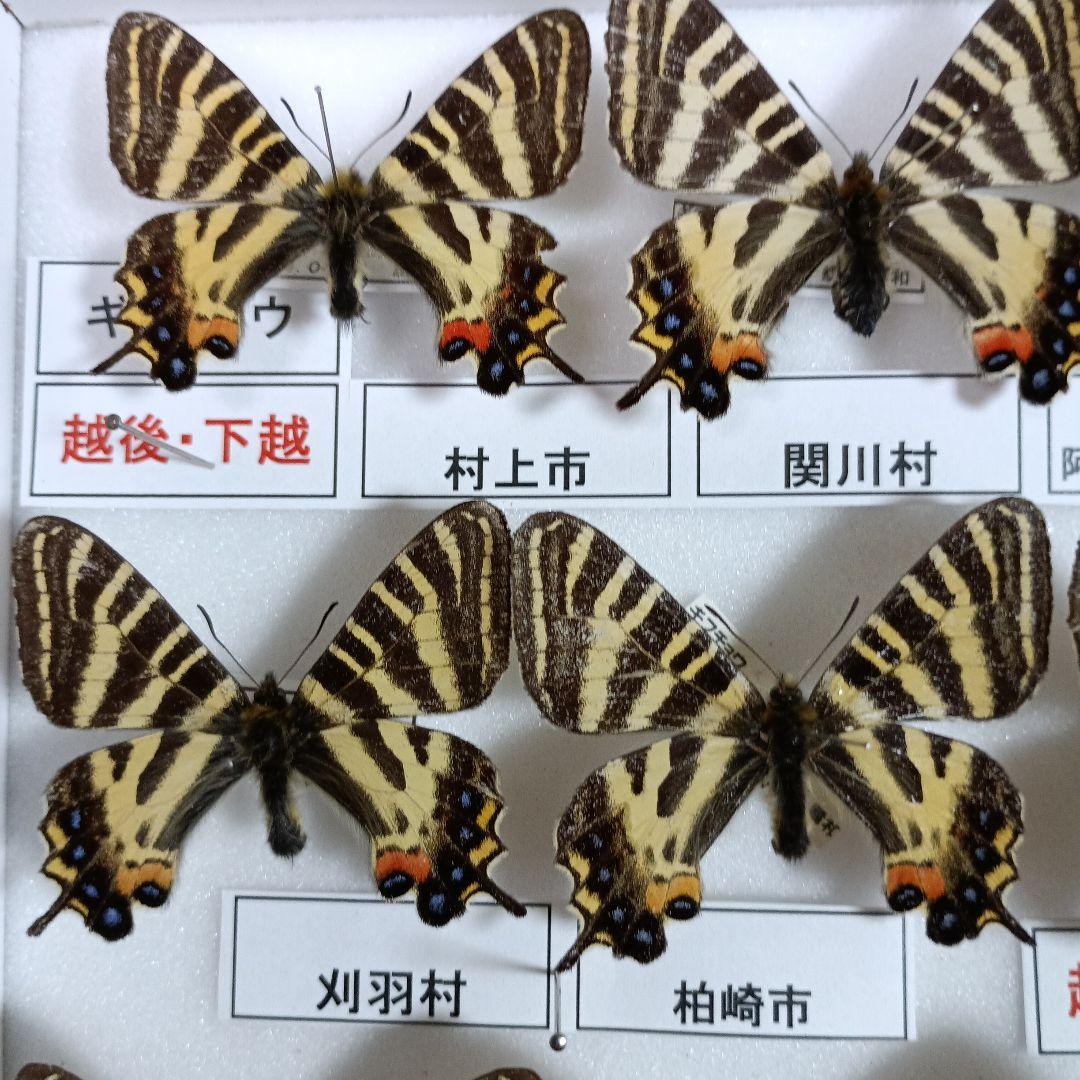 蝶の標本 年1回発生のウスバアゲハ・高山蝶・局所蝶