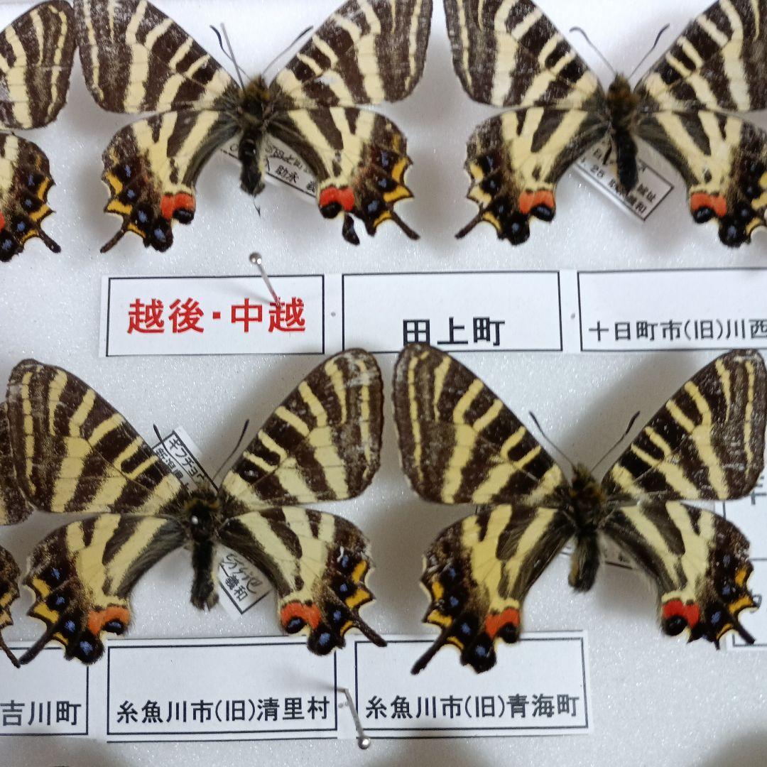 蝶の標本 年1回発生のウスバアゲハ・高山蝶・局所蝶