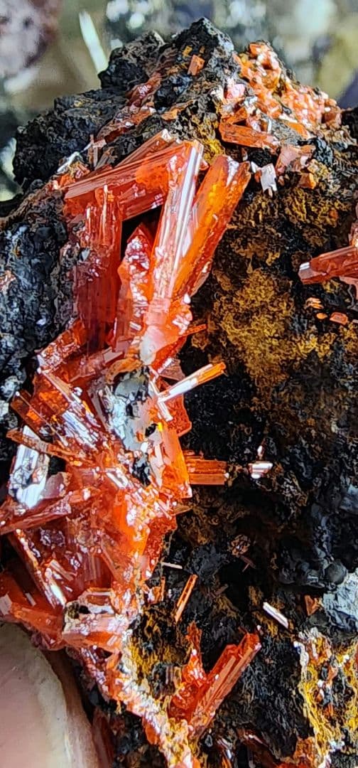 レア◇クロコイト