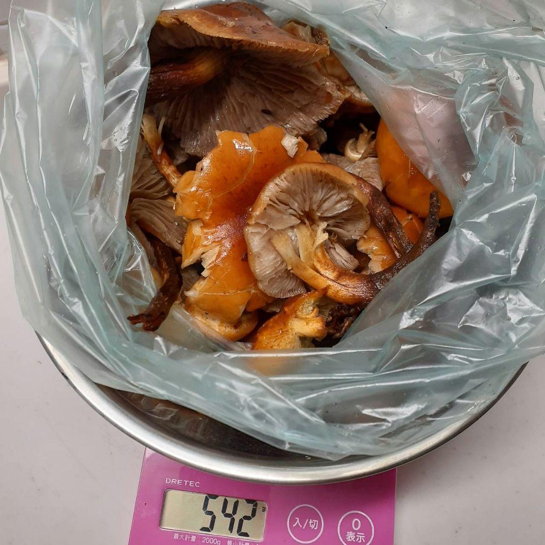 秋田県産 天然きのこ 晩秋の宝箱 クリタケ ムキタケ 採れたて