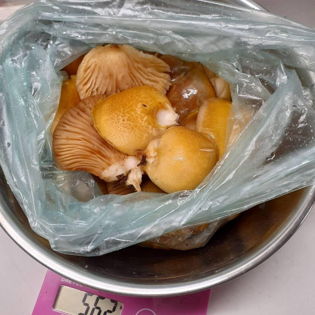 秋田県産 天然きのこ 晩秋の宝箱 クリタケ ムキタケ 採れたて