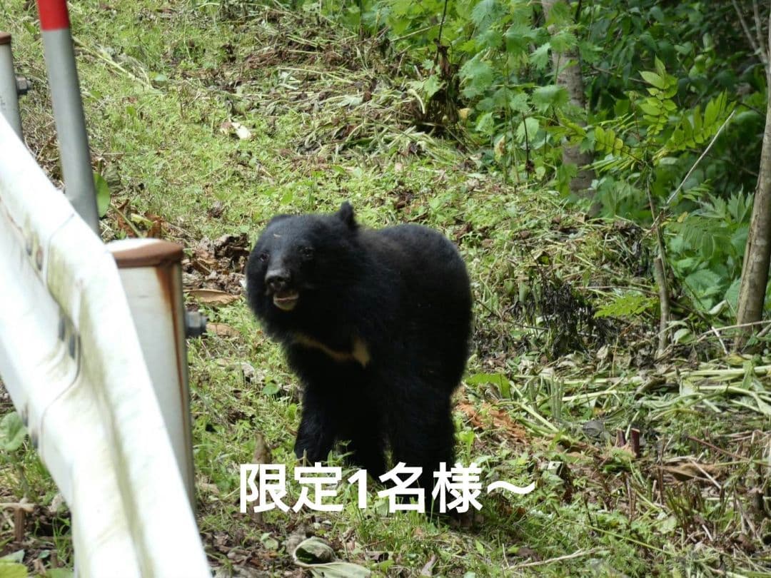 秋田県産 天然きのこ 晩秋の宝箱 クリタケ ムキタケ 採れたて