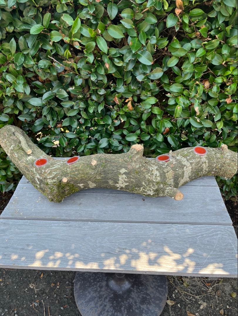 超巨大クヌギ登り木90センチ級　エサ皿　カブトムシ　クワガタ