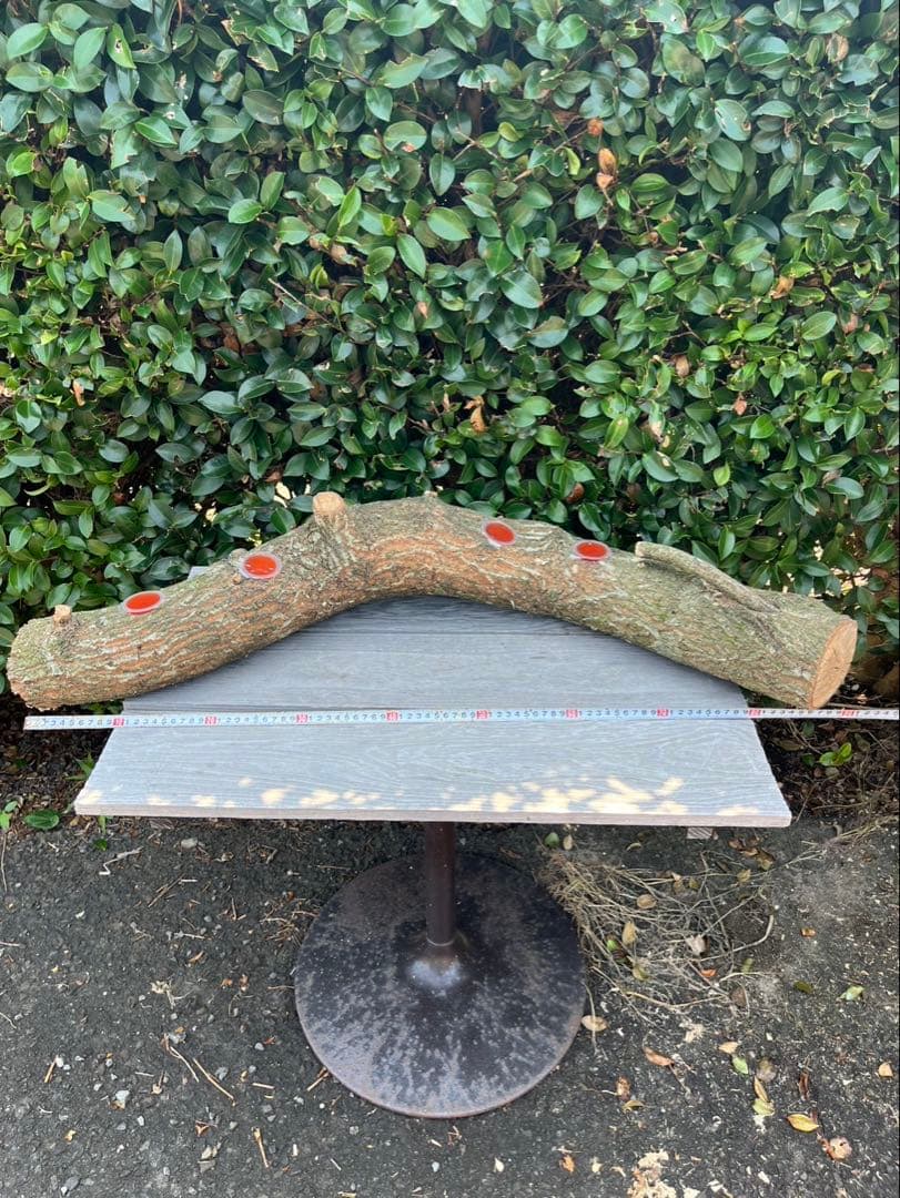 超巨大クヌギ登り木90センチ級　エサ皿　カブトムシ　クワガタ