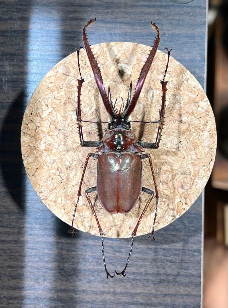 h*7様 チリクワガタ 標本