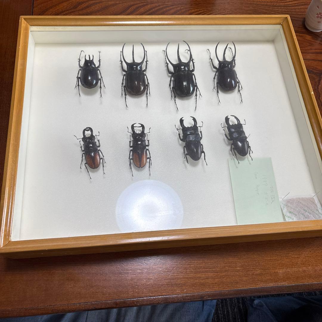 クワガタ標本 8体セット 展示ケース付き