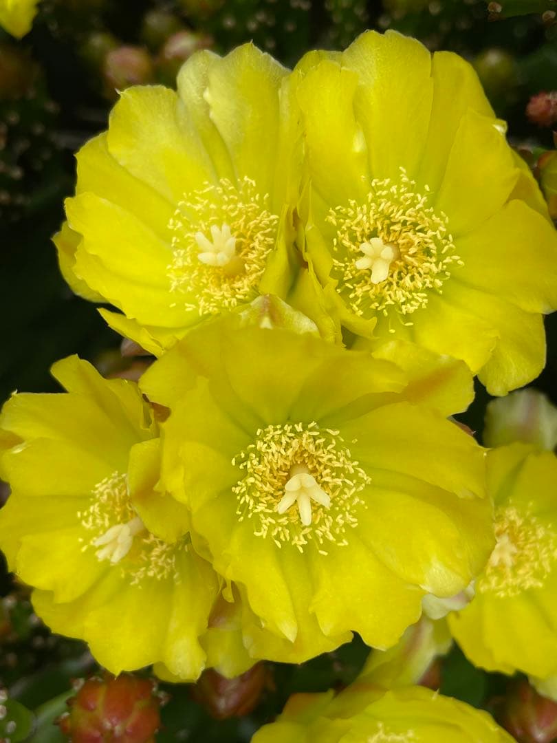 送料無料！9kg180束入り2個お姫さまマーク手延そうめん