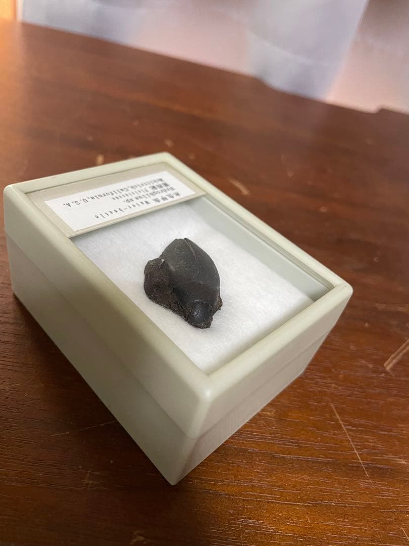 水生甲虫 水甲虫