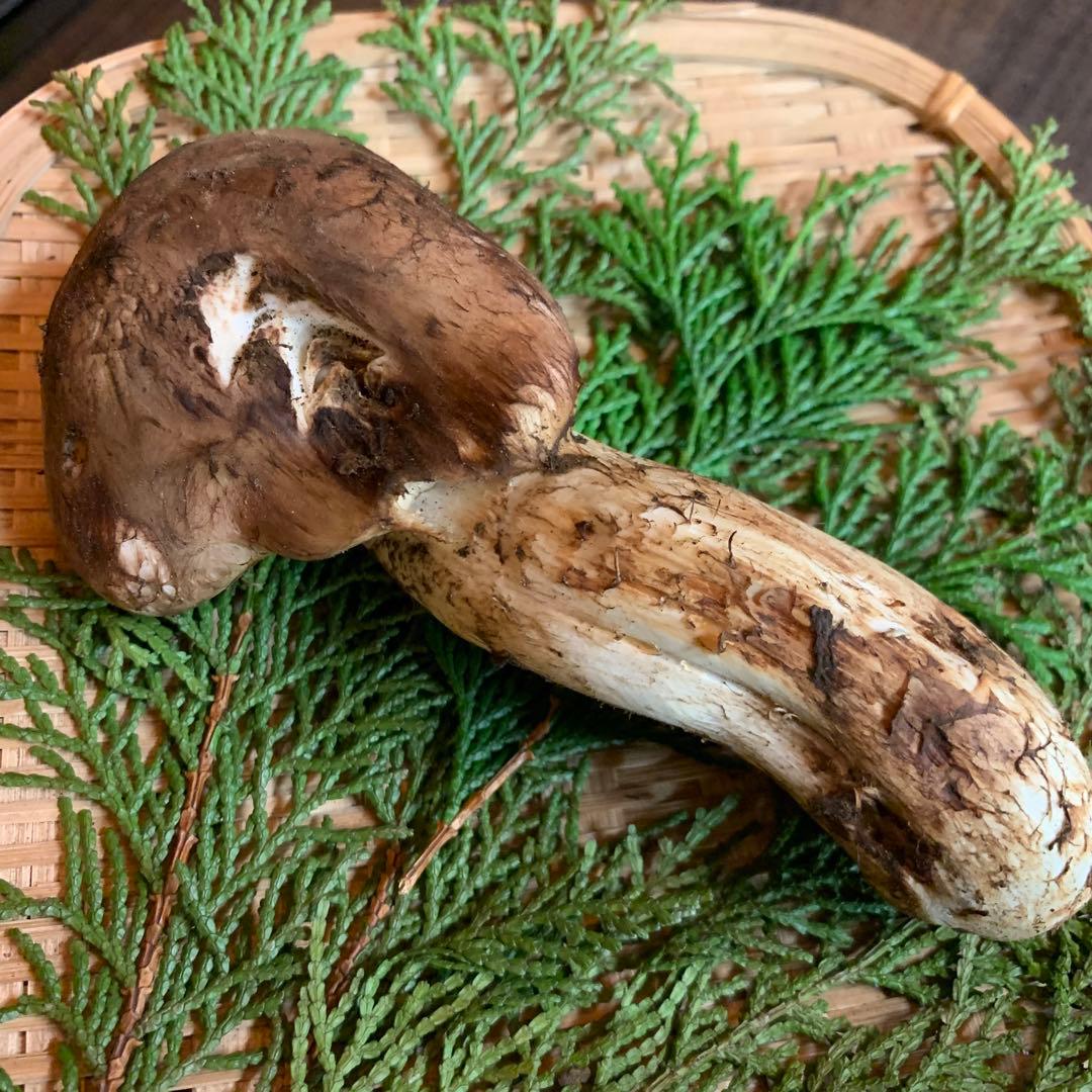 10番【岩手県産天然松茸】収穫最終国産本場　大開き採れたて　食材仕入れ専門セット