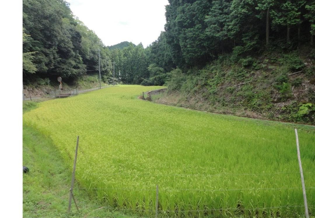 令和7年度 【湧き水栽培】農薬不使用玄米　ひとめぼれ 30㎏　奈良の農家直送