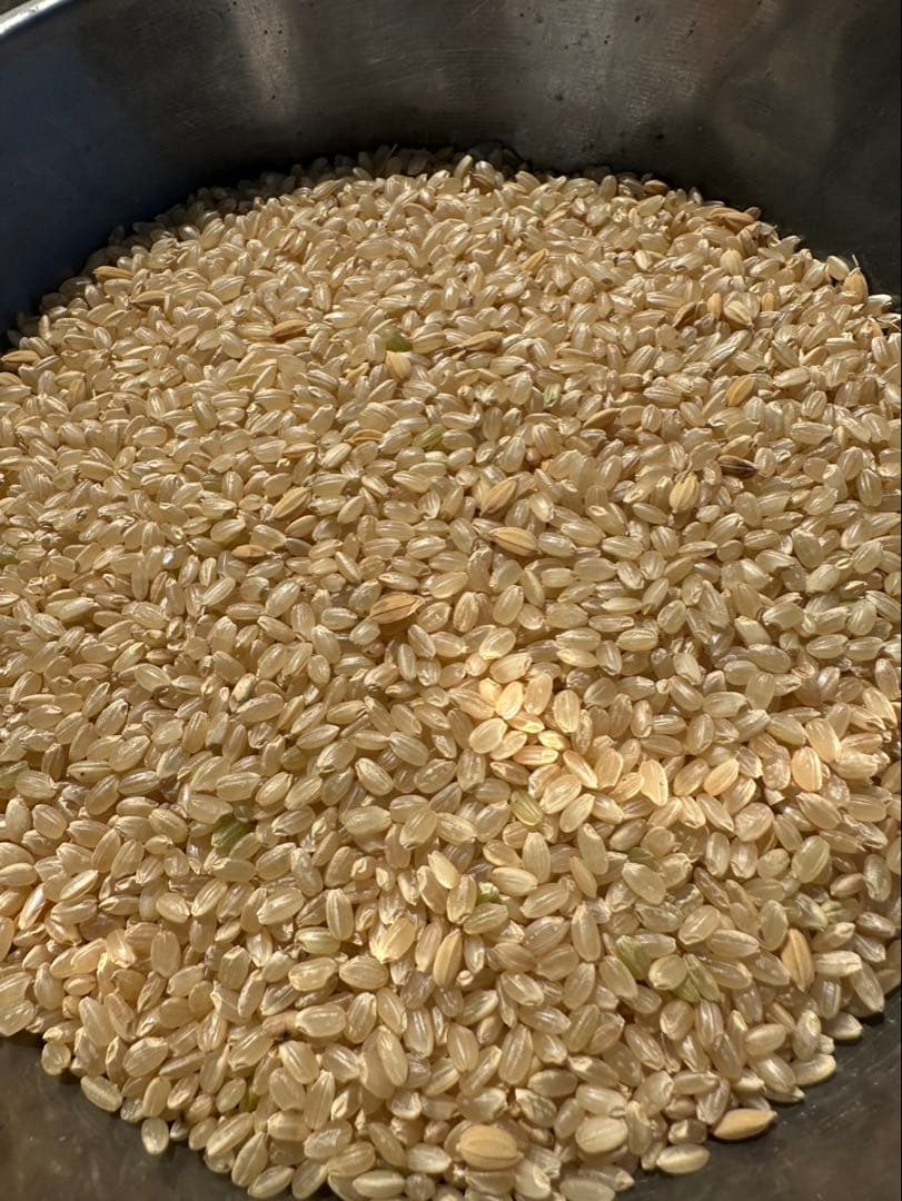 限定　玄米　もみ混じり　玄米　30kg 米　ご飯