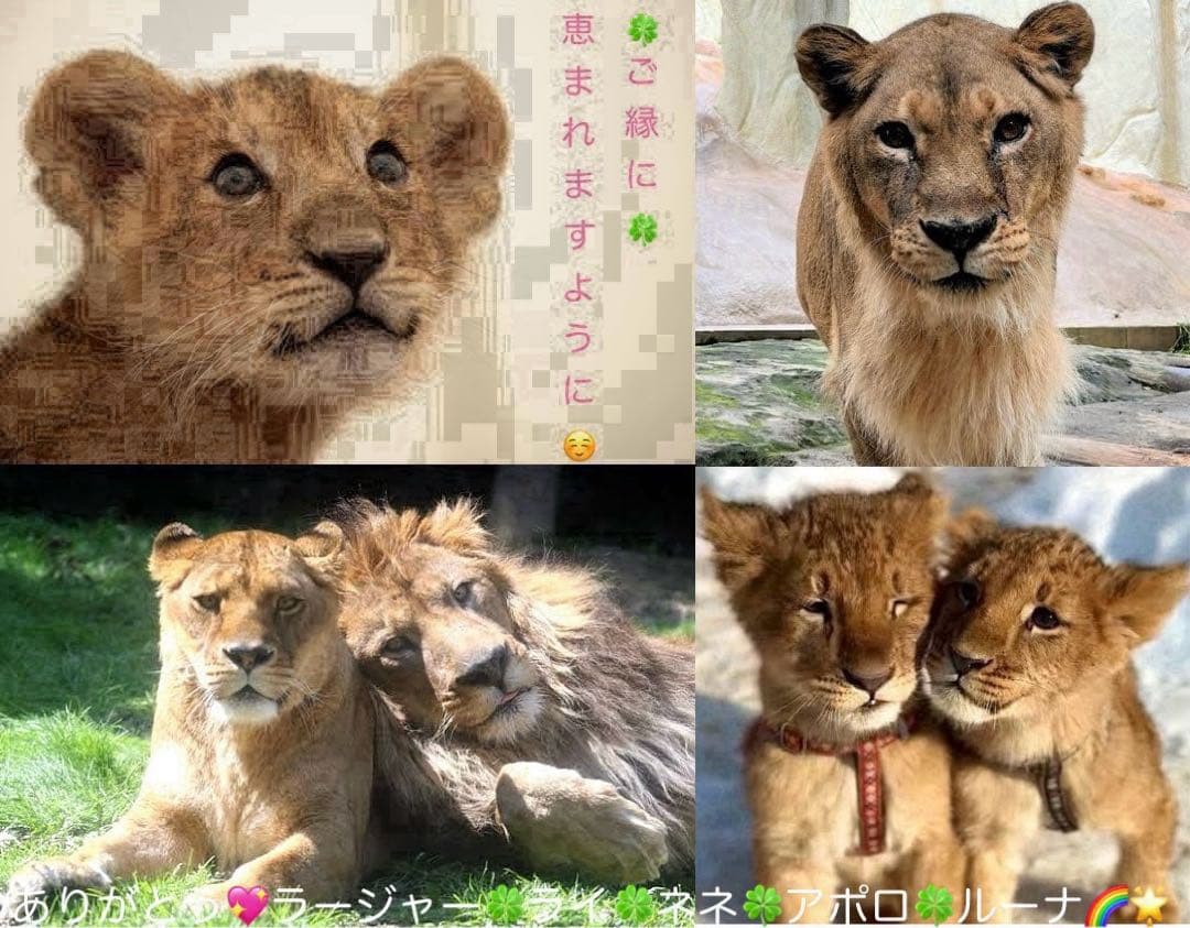 DIABOLIK LOVERS ディアボリックラヴァーズ ロングクッション