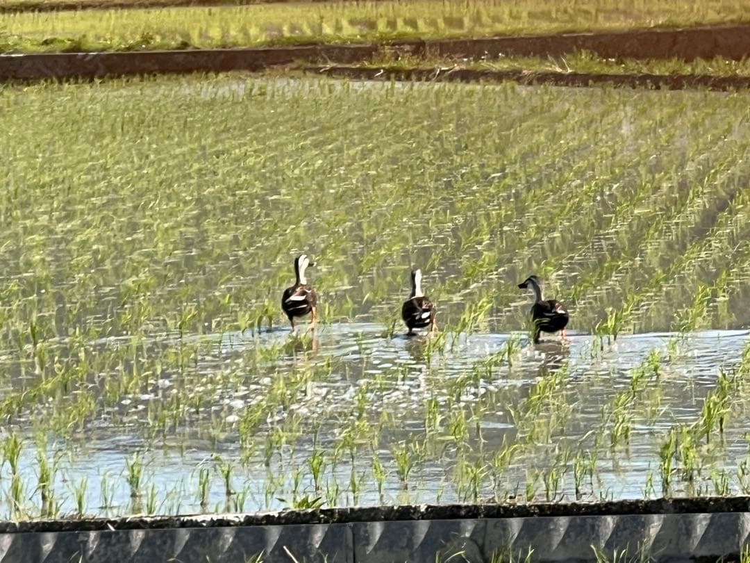 合鴨米(農薬・化学肥料不使用)玄米 コシヒカリ 10kg