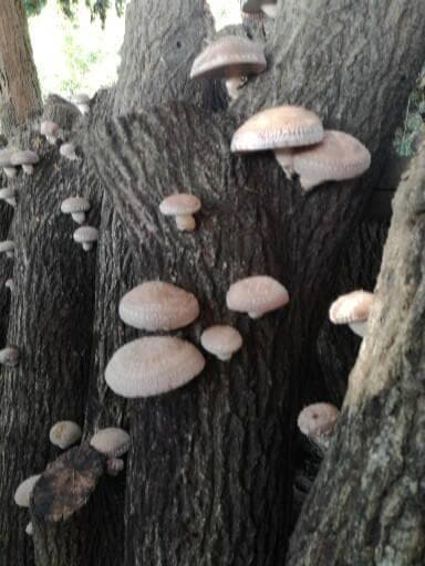 Larusさまご予約専用 大分県特産 生どんこ椎茸「秋子」ダブル 1st