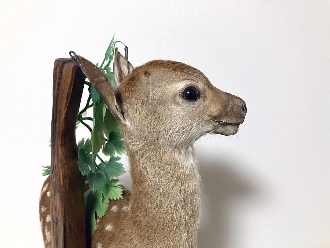 小鹿の剥製：種の保存法に該当しない動物