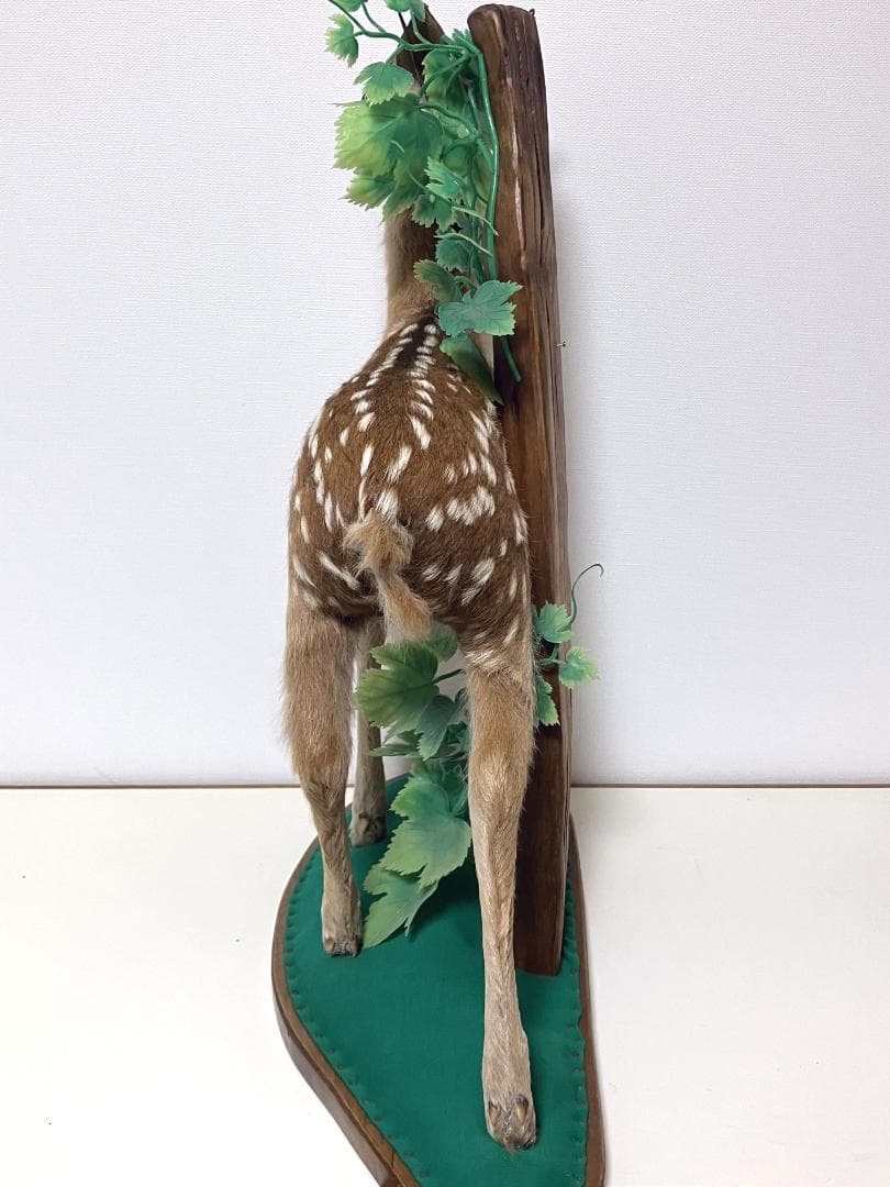 小鹿の剥製：種の保存法に該当しない動物