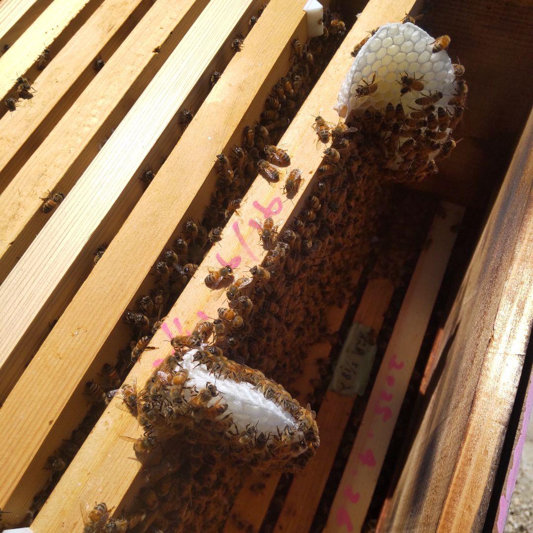 国産百花蜜【600グラム4本】2025/5/23採蜜　非加熱無添加生蜂蜜