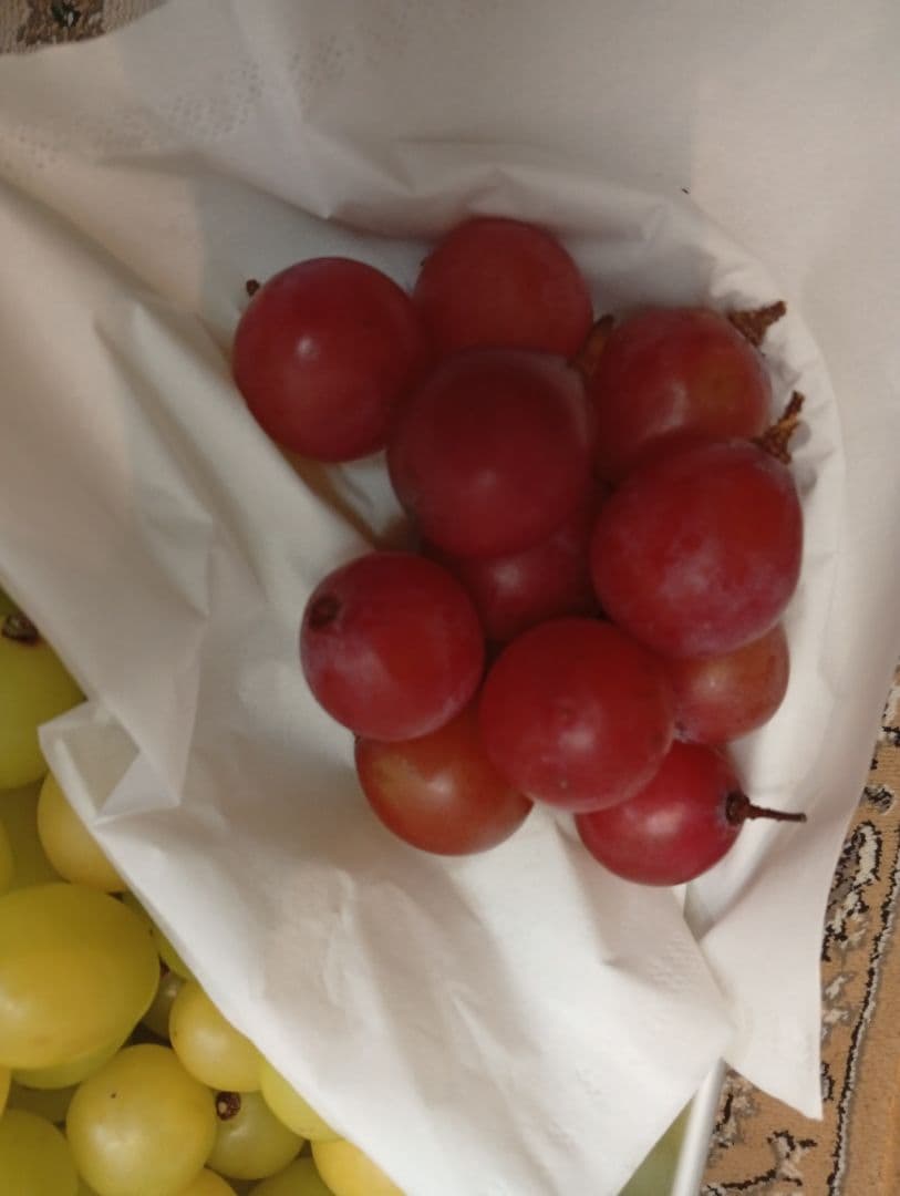 【超お買い得】シャイン・ニーナ・ルージュ☆3.8キロ☆家庭用・訳あり・粒