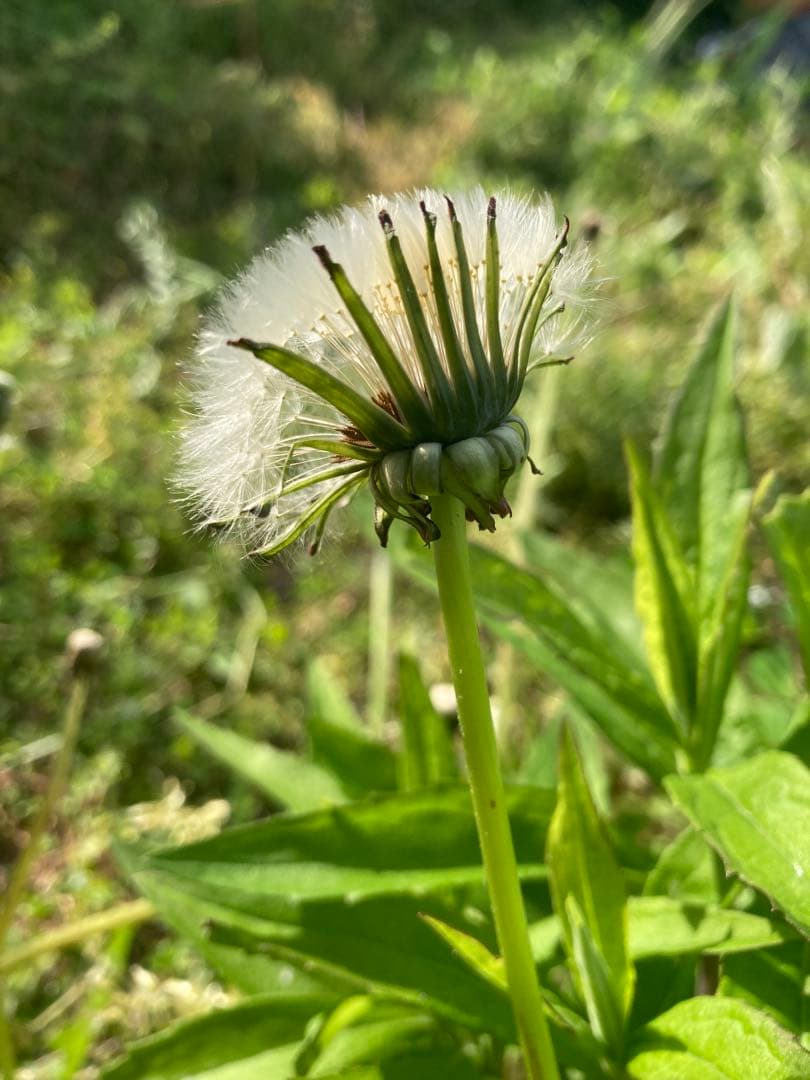 ココ　日本蜜蜂　生ハチミツ　蜂蜜