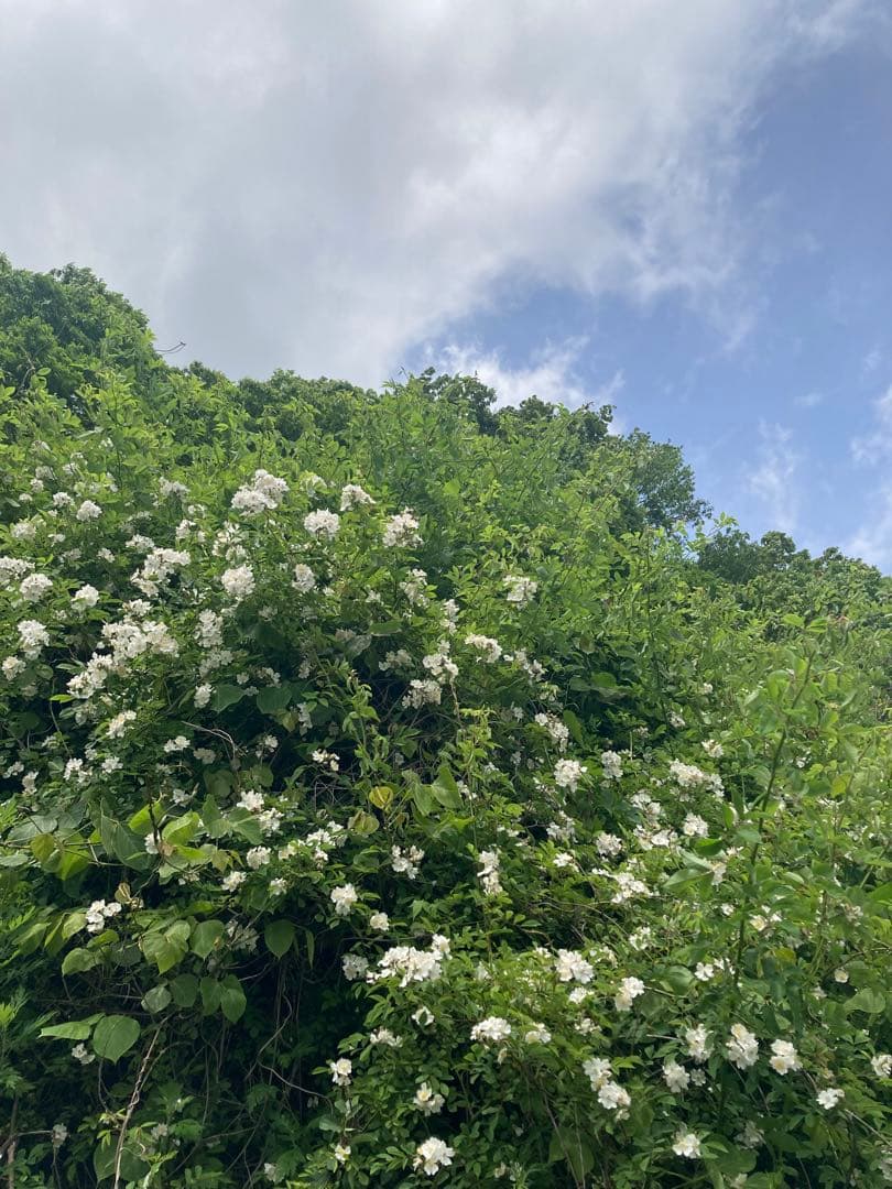 ココ　日本蜜蜂　生ハチミツ　蜂蜜