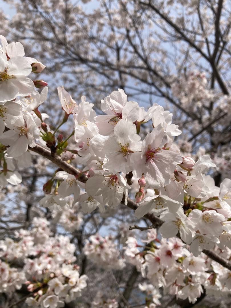 ココ　日本蜜蜂　生ハチミツ　蜂蜜