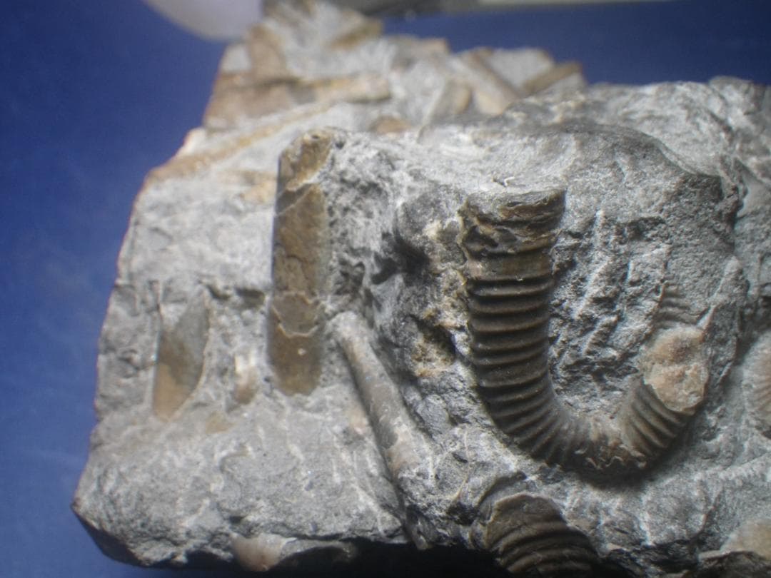 国産化石 北海道小平 ２５１０１２－7