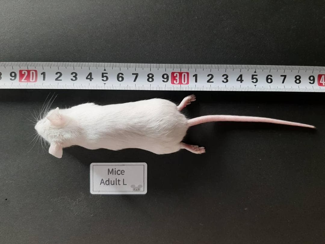 ✌︎('ω'✌︎ )国産冷凍マウスアダルト L 30匹 アダルトM30匹