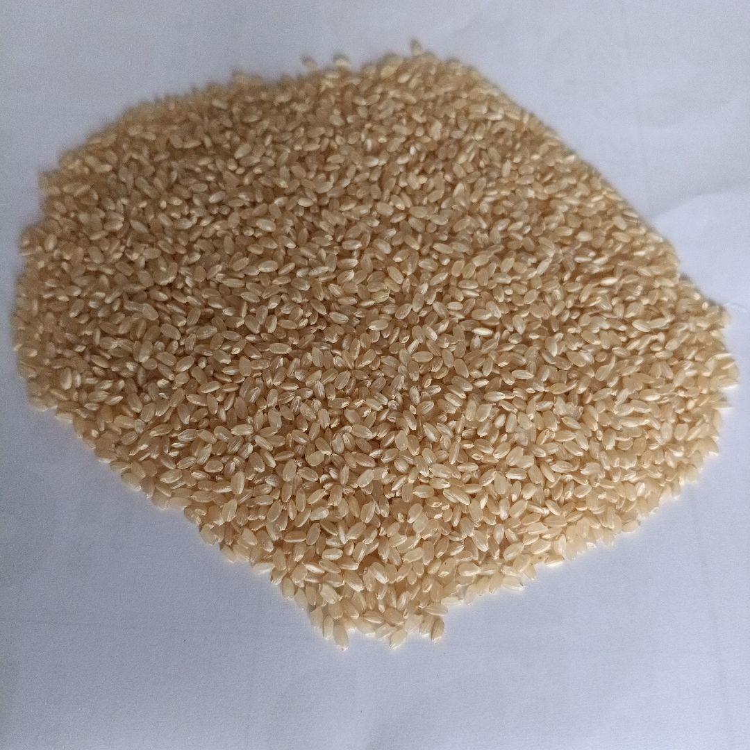 玄米　きぬむすめ　令和7年度産　静岡県　20kg