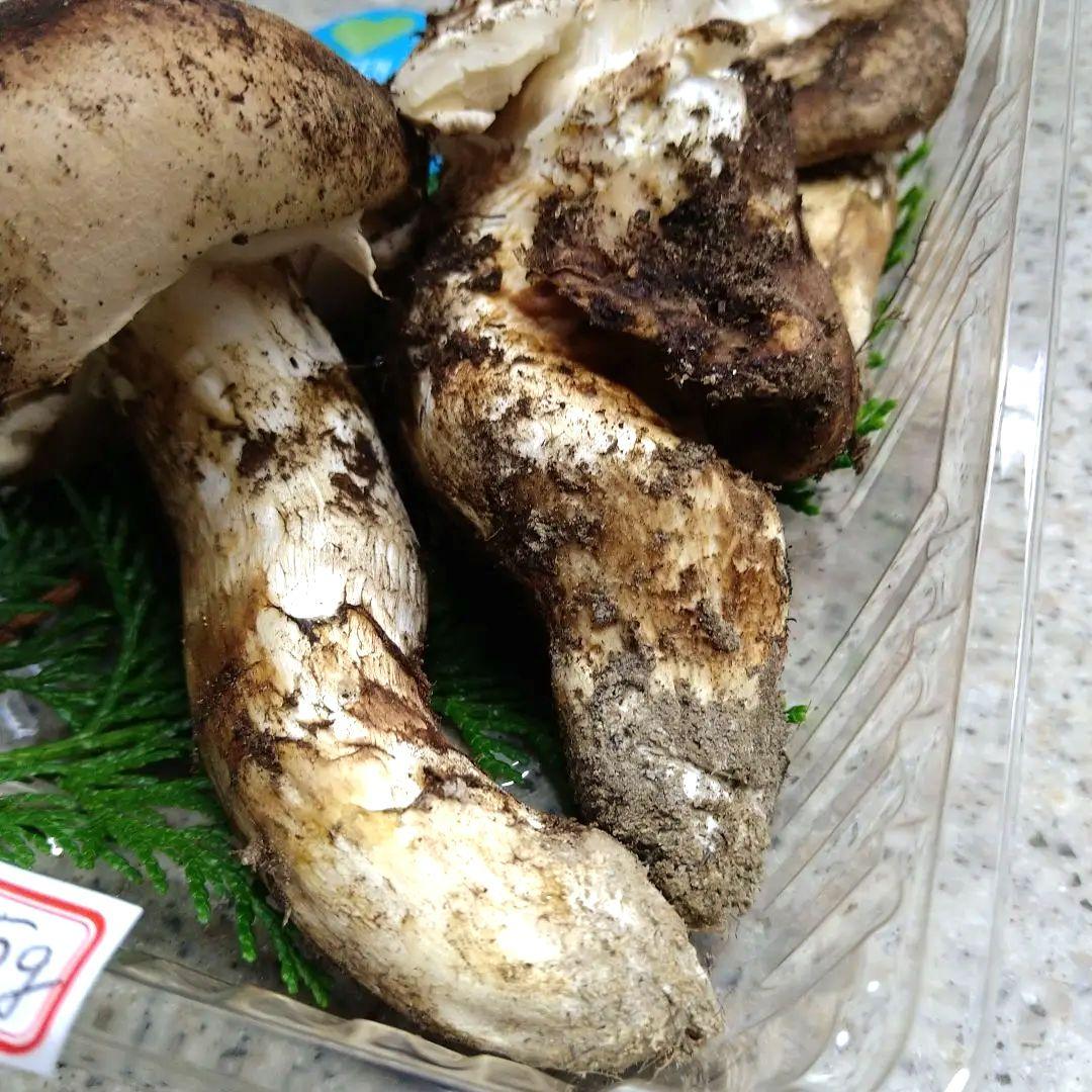 41.南信州産松茸約165g