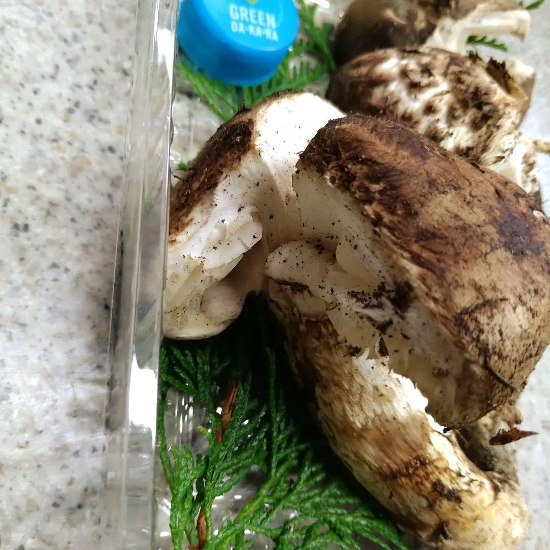 41.南信州産松茸約165g