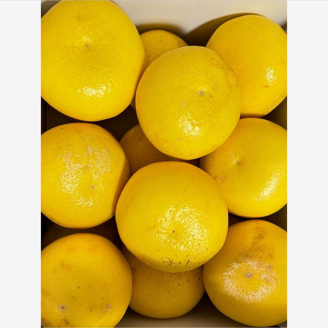 40高知特産 露地栽培 土佐文旦 3L4L文旦 約20kg 大玉 サイズ