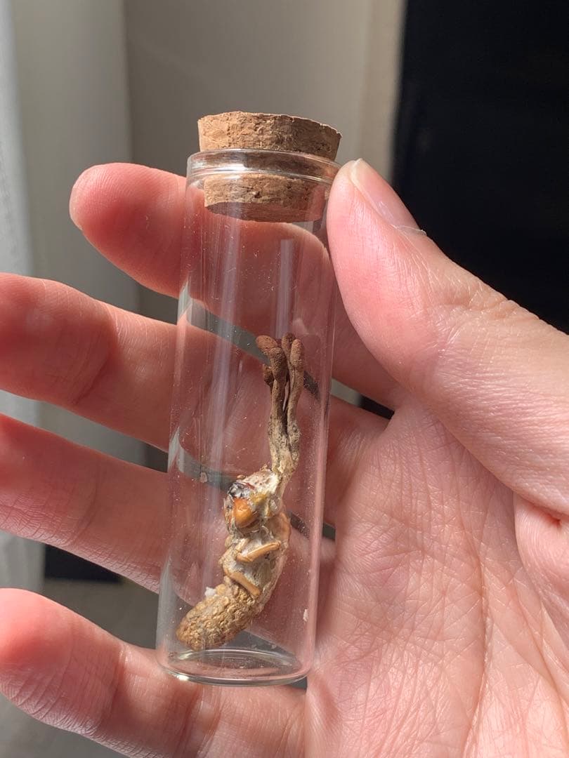 珍品！　冬虫夏草　セミ　昆虫標本　漢方　鉱物　隕石　呪物　根付　出土　人体標本