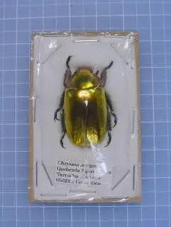 plants様 リクエスト 4点 まとめ商品