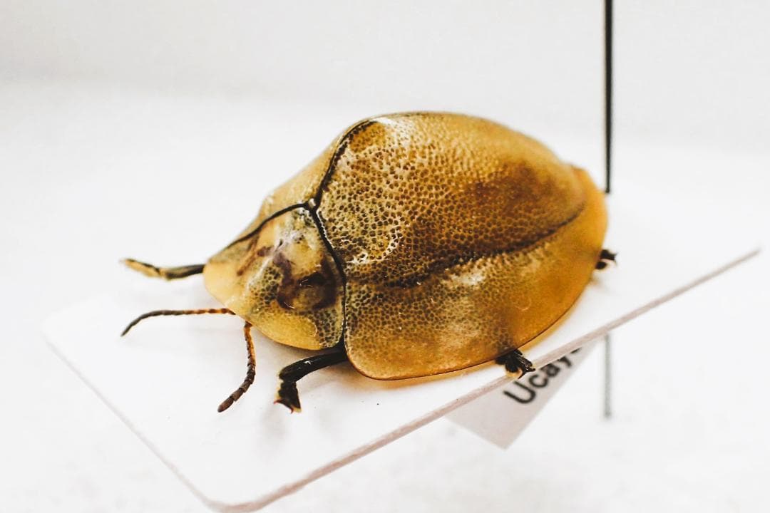 希少ブローチハムシ最大種！　Physonota dilatata.?