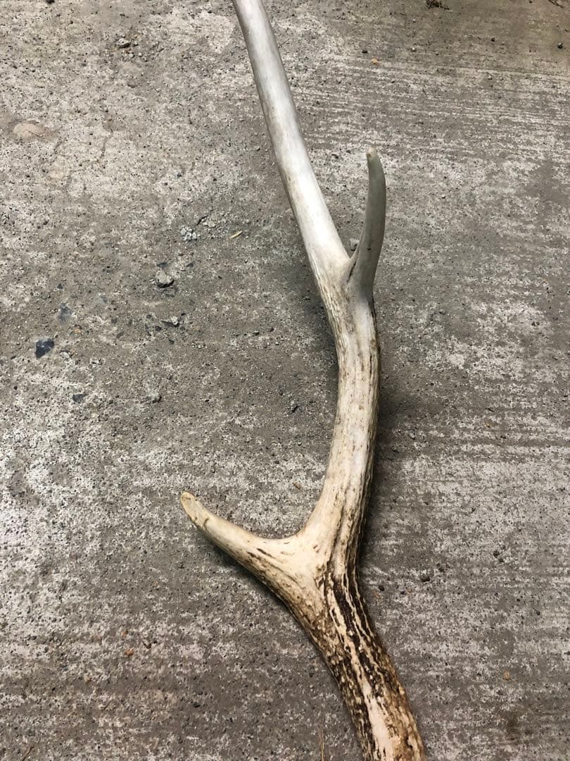 エゾシカの角　6本