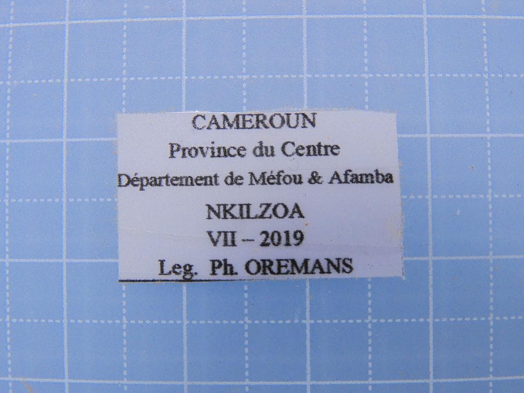 カメルーン産　イネルミスサスマタカブト　25mm