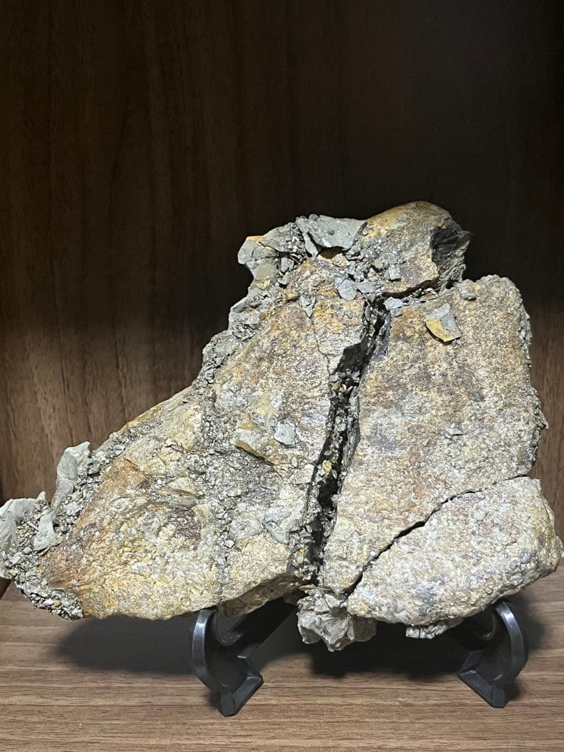 トリケラトプス　フリル　実物化石