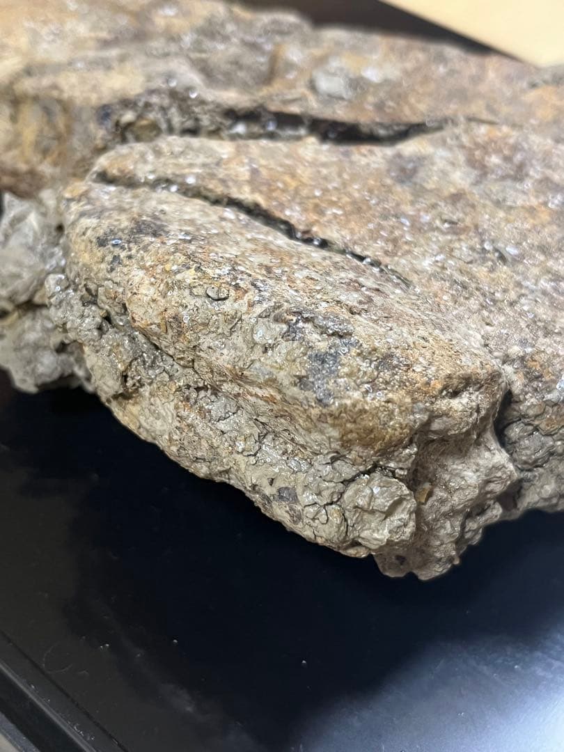 トリケラトプス　フリル　実物化石