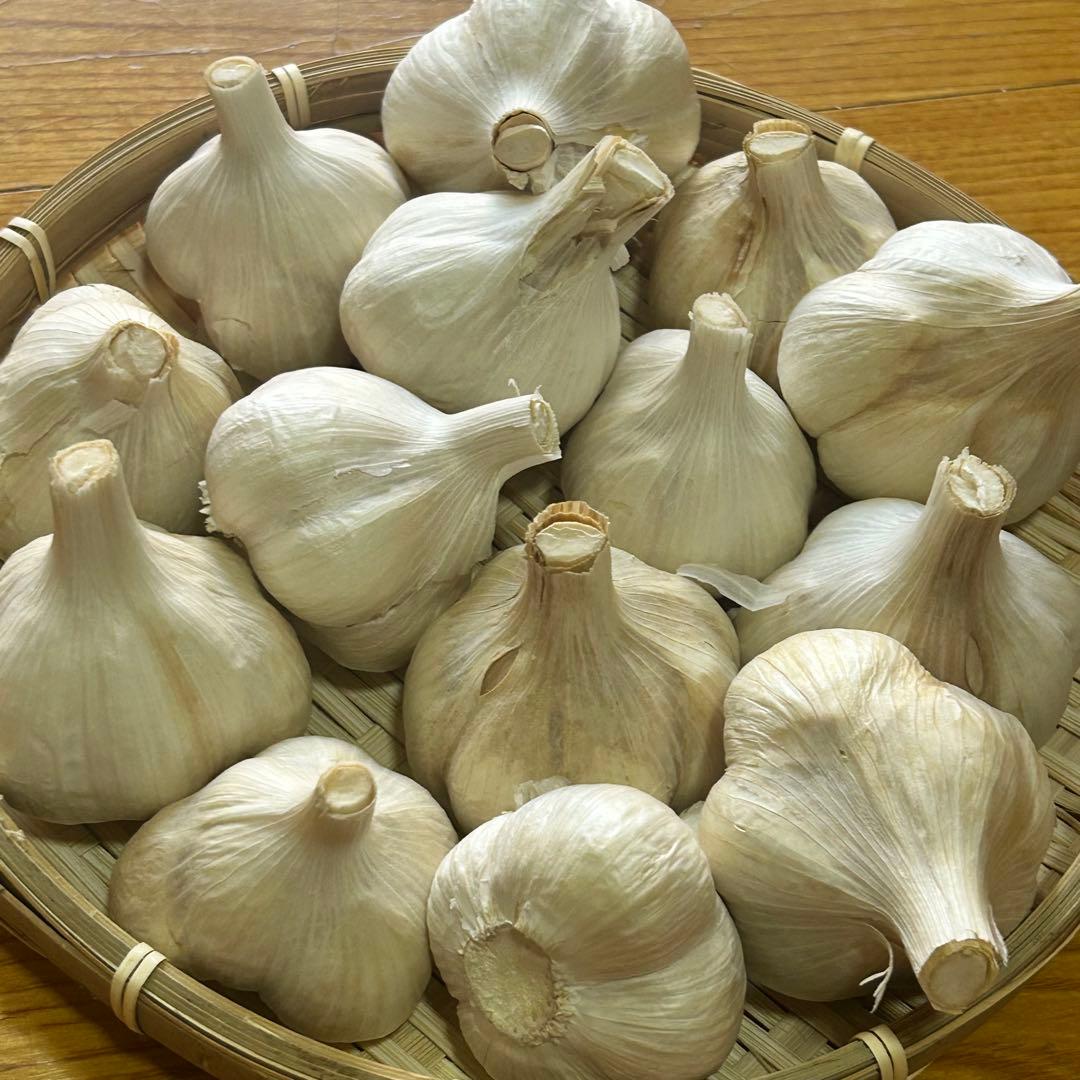 【大特価】青森県産 にんにく M 20kg 福地ホワイト 免疫力アップ 激安